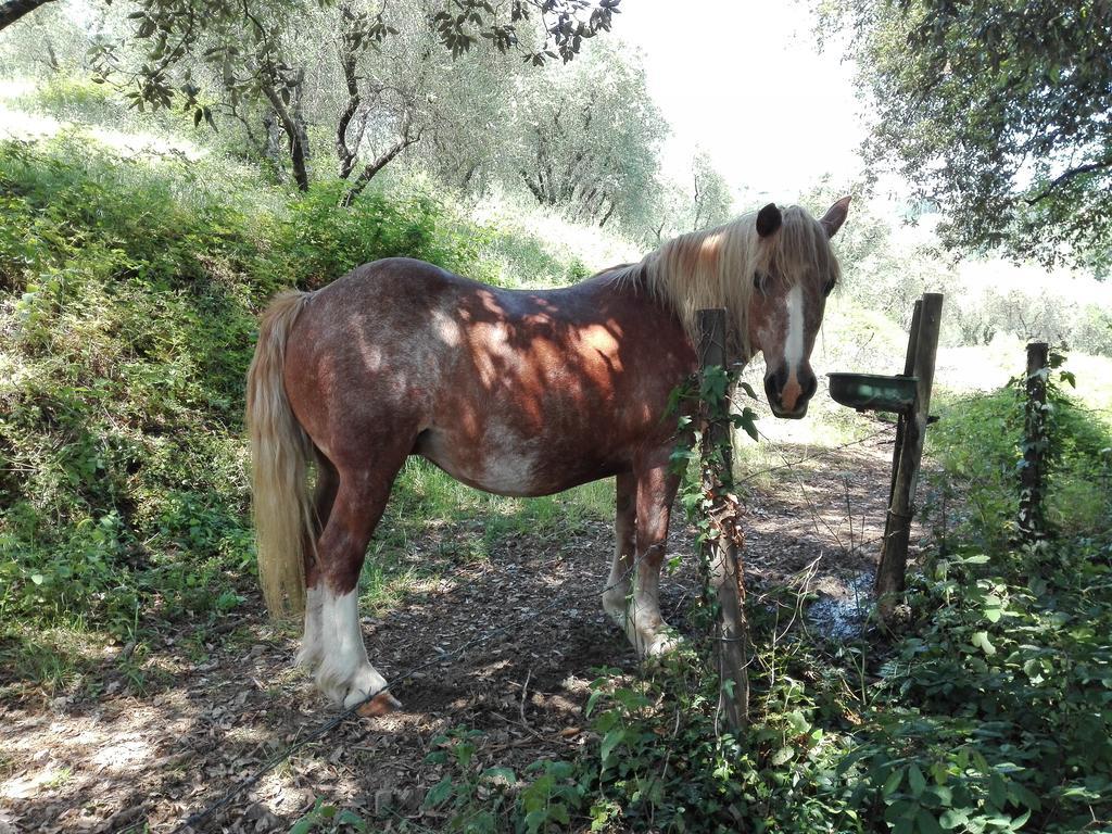 Fattoria Di Fubbiano * Collodi